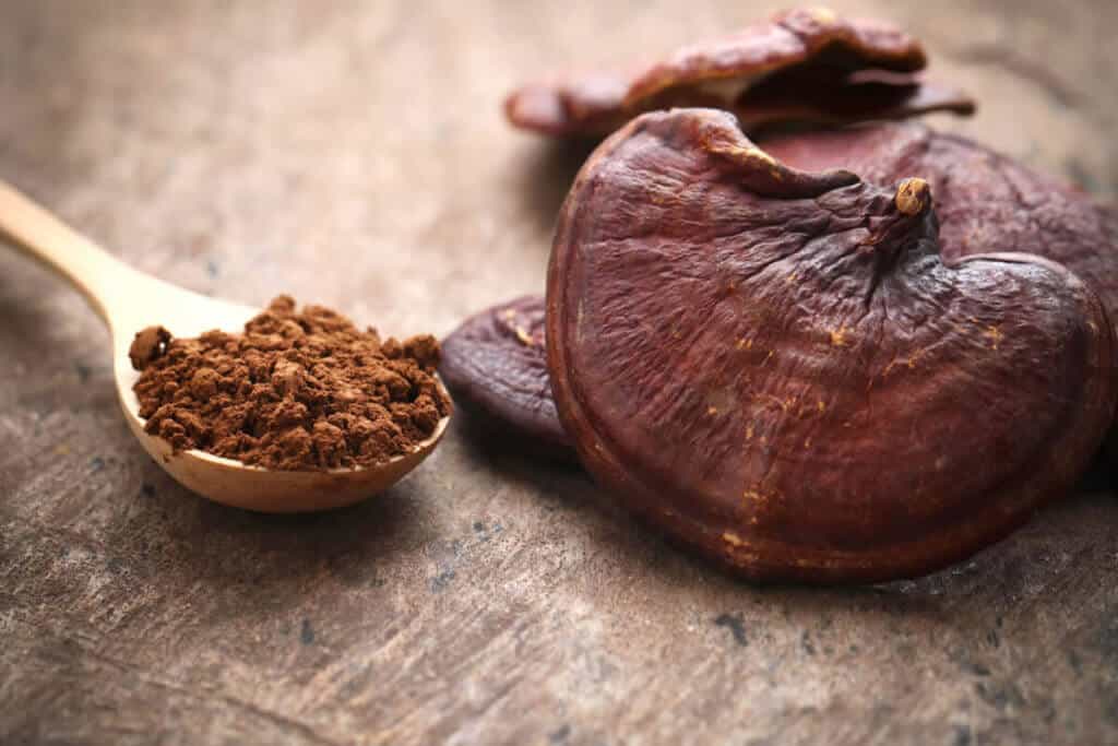 Mushrooms and mushroom extract in powder form on wooden spoon