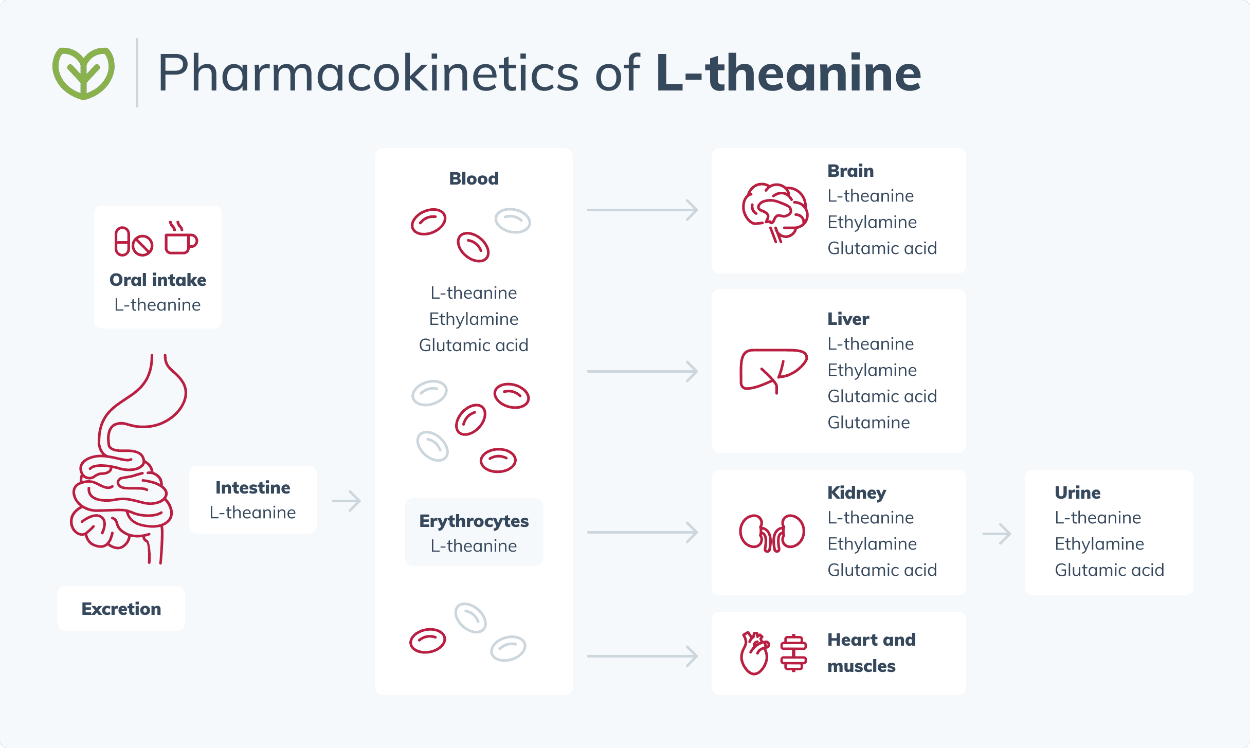 picture of the pharmacokinetics of L-theanine