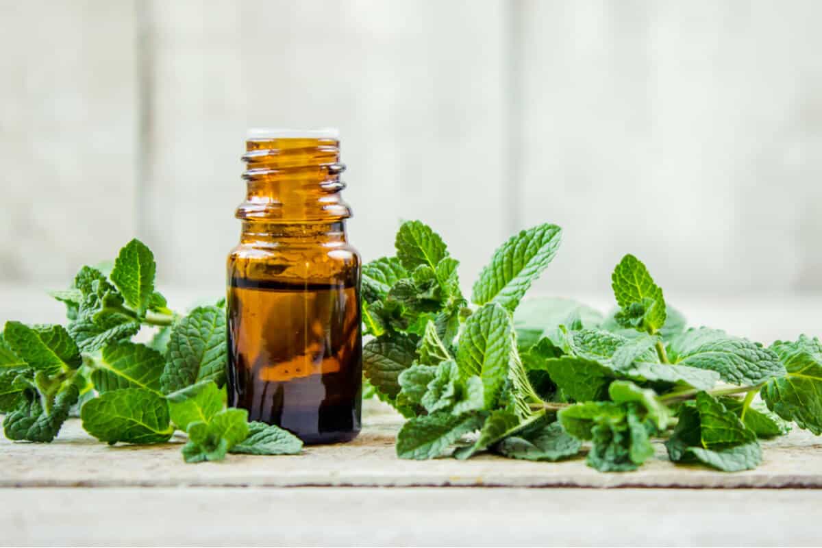 Peppermint oil in a vile