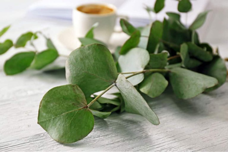 8 surprising benefits of eucalyptus oil blog post