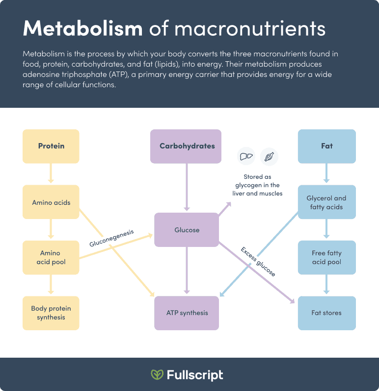 Metabolism of macronutrients chart