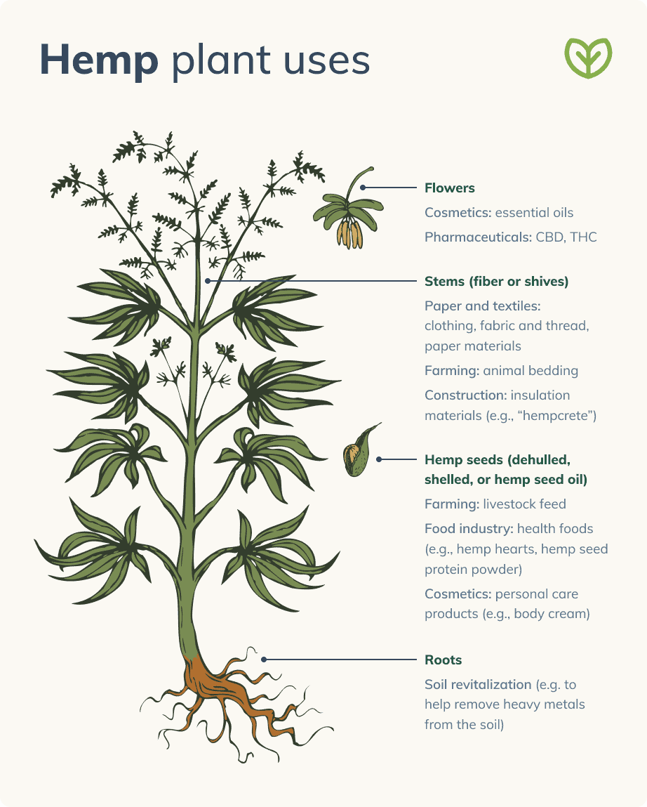 Benefits of hemp seeds hemp plant uses