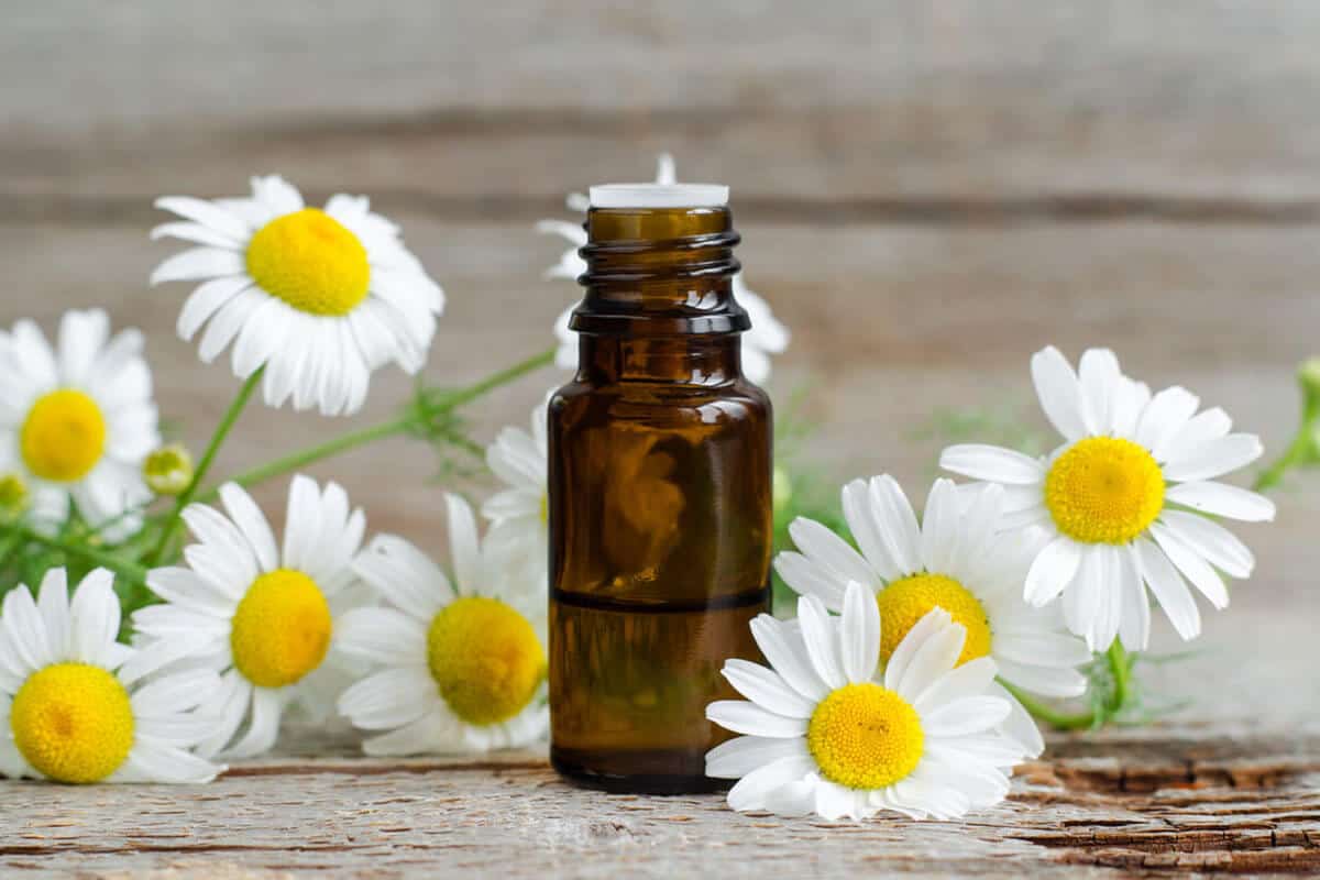 Chamomile essential oil