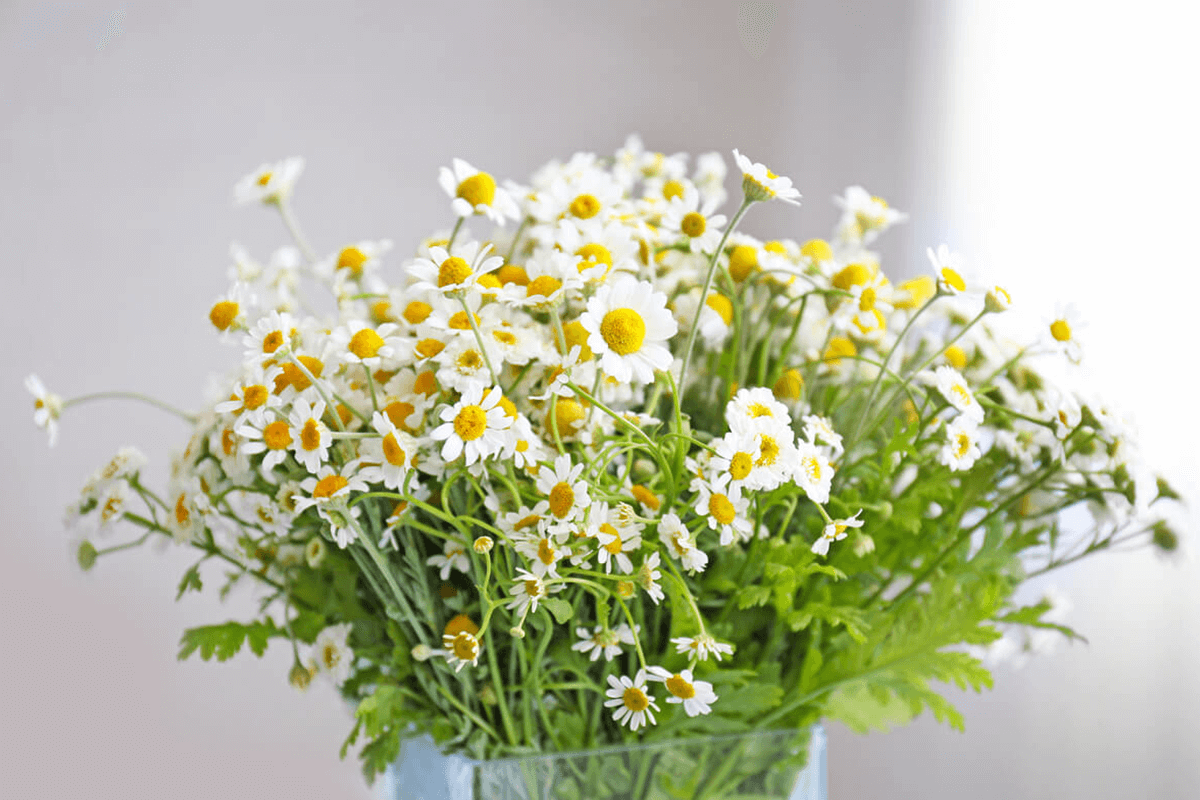 Chamomile 