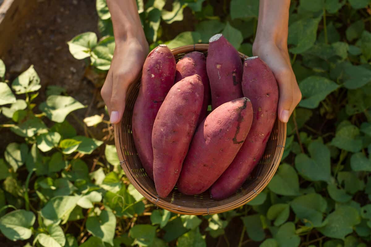 Basket of sweet potatoes