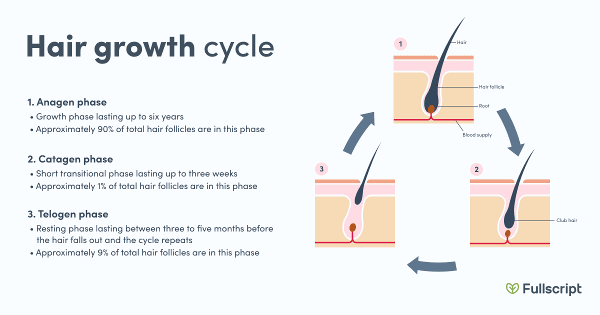 Healthy hair hair growth cycle