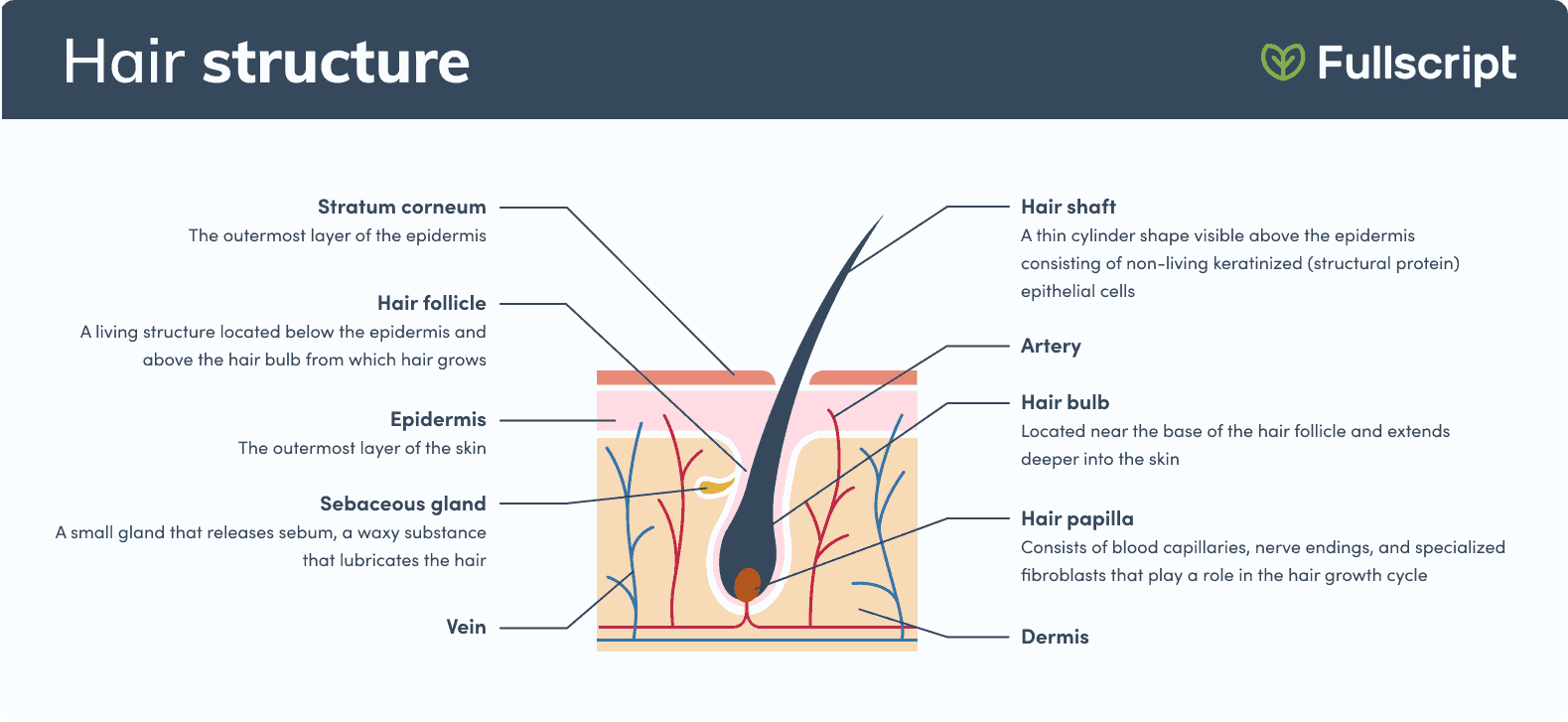 Healthy hair hair structures