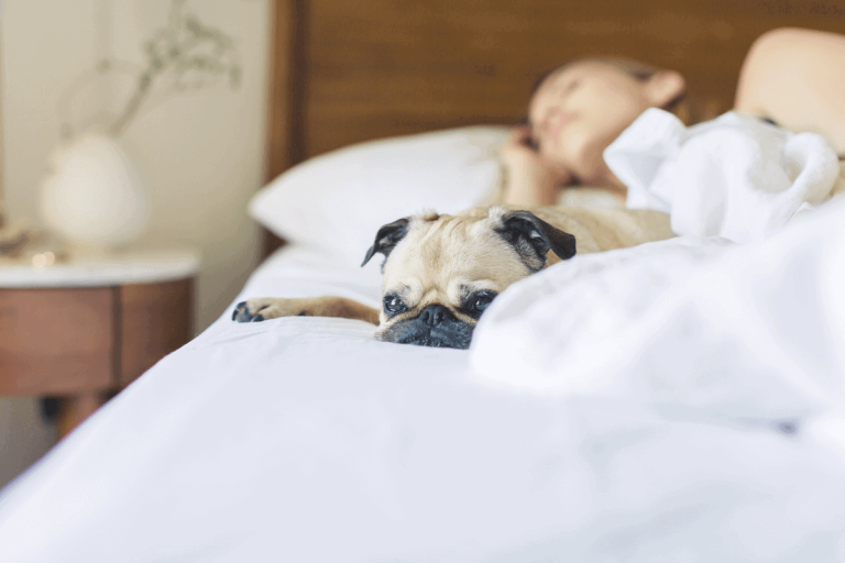 best herbs for sleep and ways to use them blog post