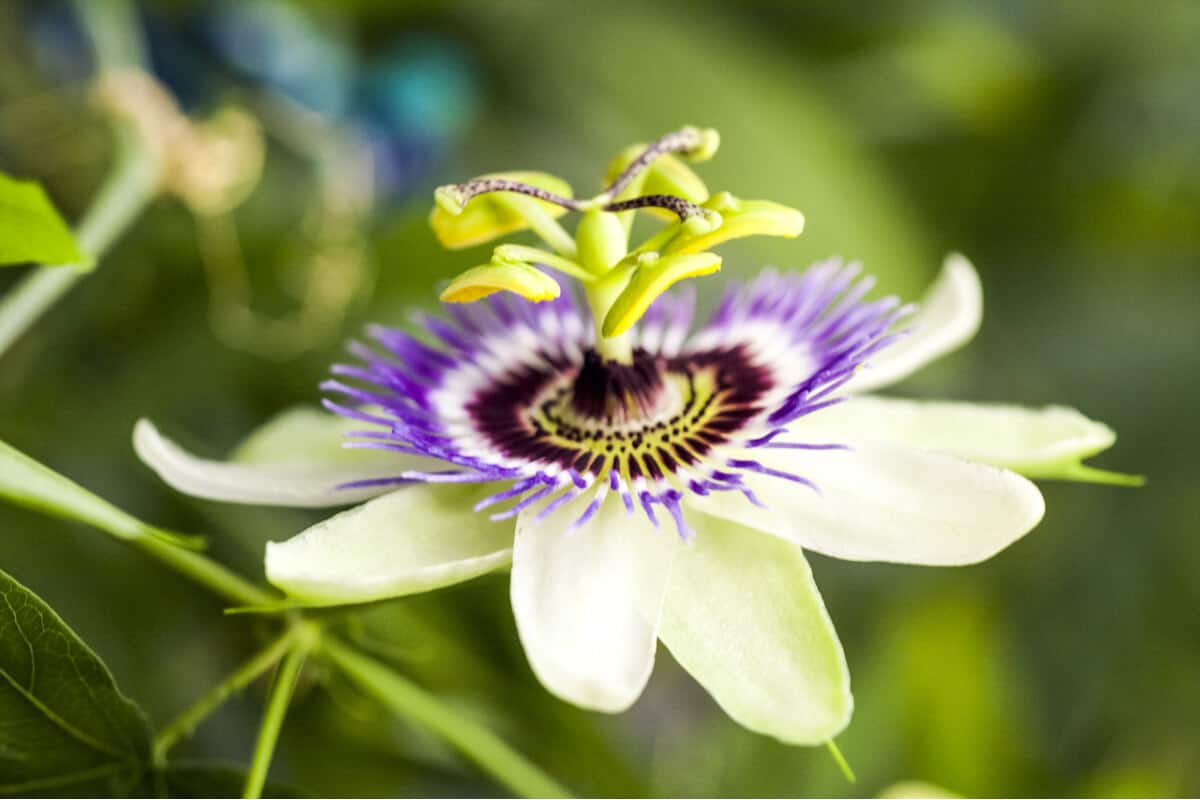 Passionflower 