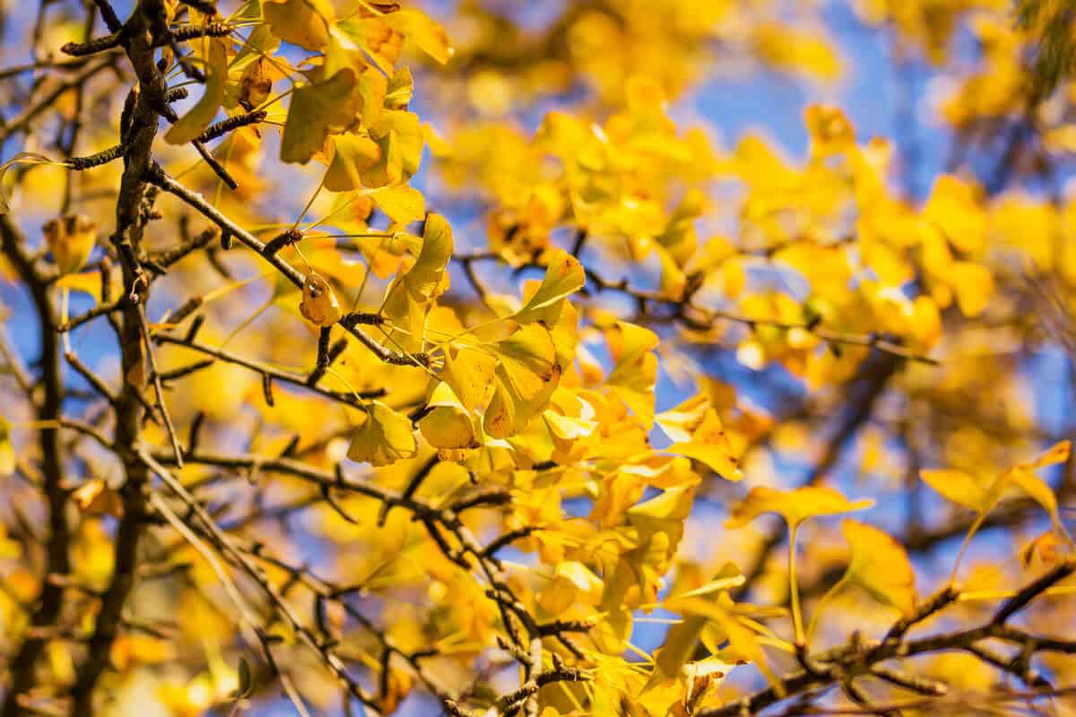maidenhair tree branches 