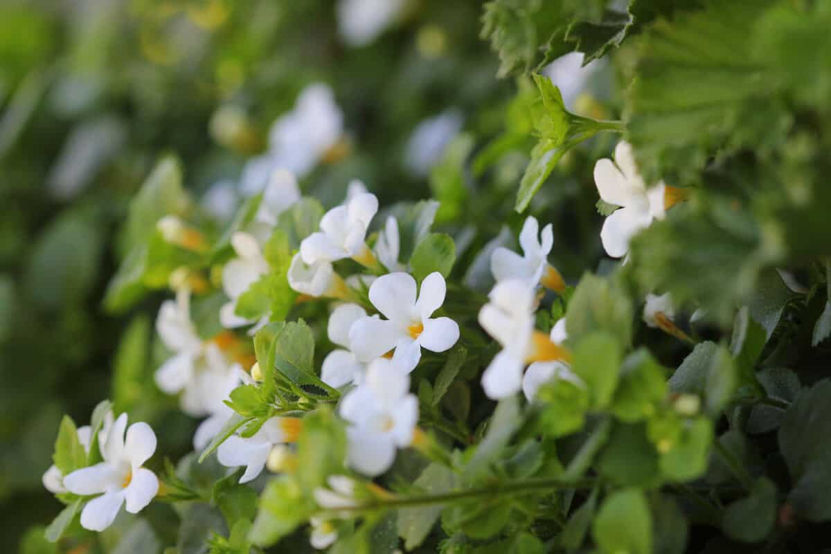  B. monnieri, also known commonly as brahmi