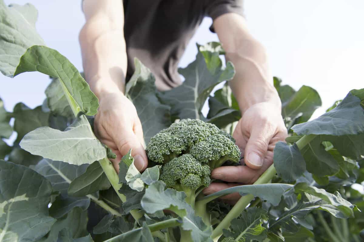 Man picking broccoli