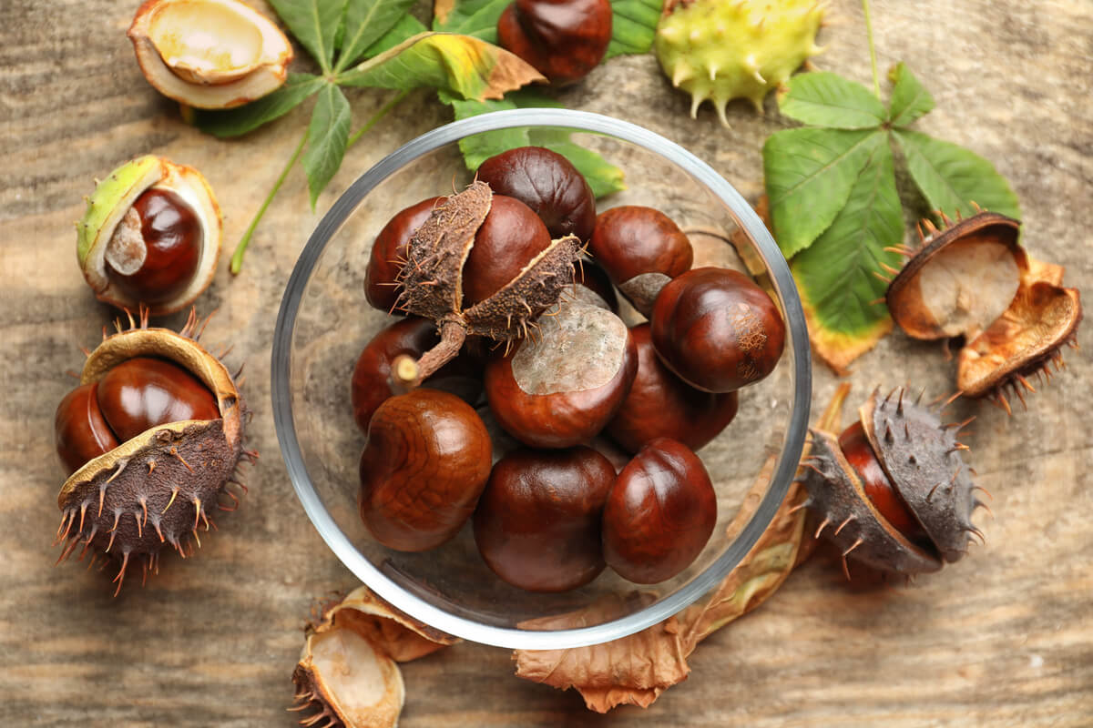 bowl of horse chestnuts