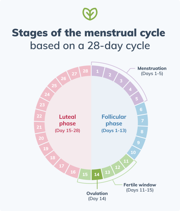 Natural Ways to Promote Healthy Menstrual Cycles | Fullscript