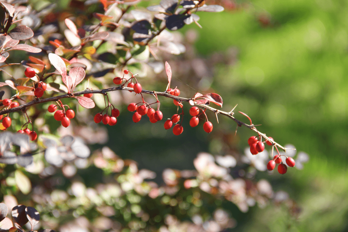 blood sugar supplements european barberry tree