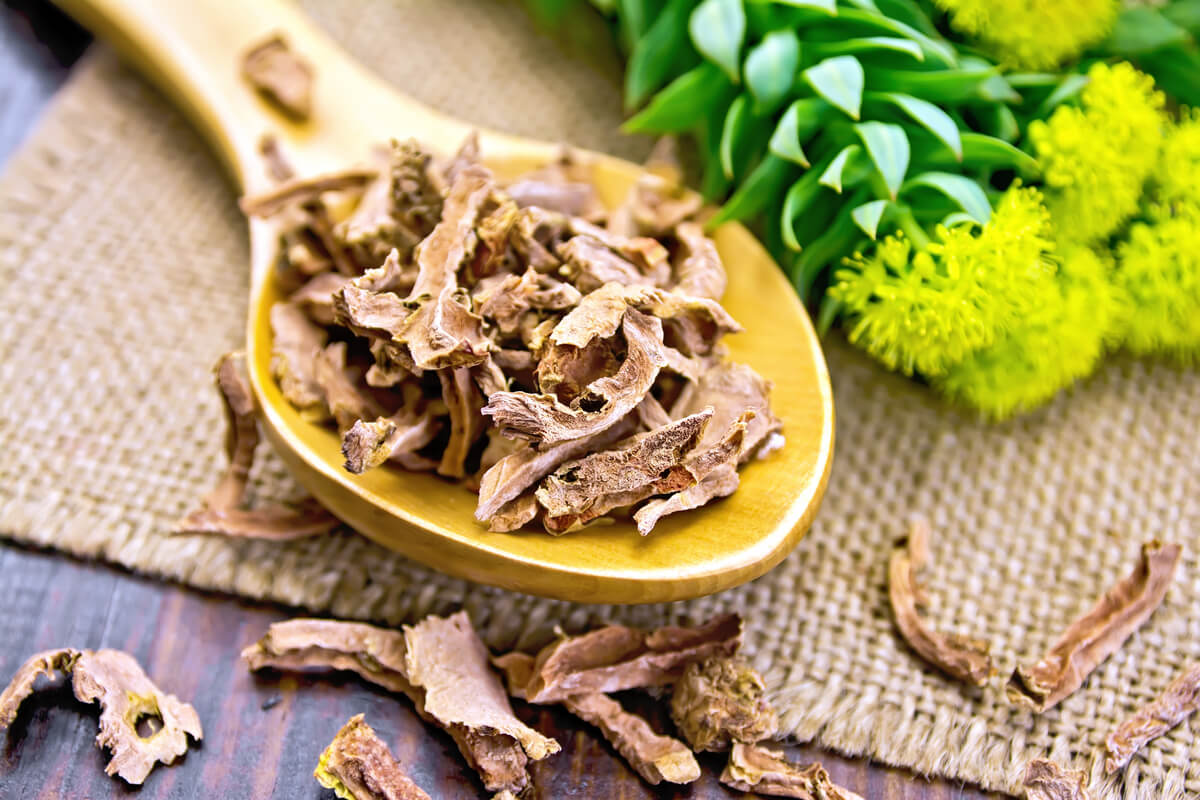 rhodiola rosea