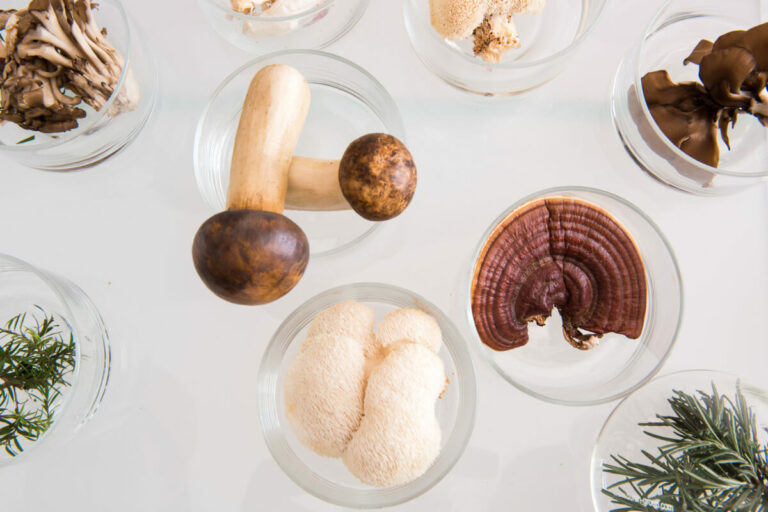 top 8 medicinal mushrooms for immune health blog post