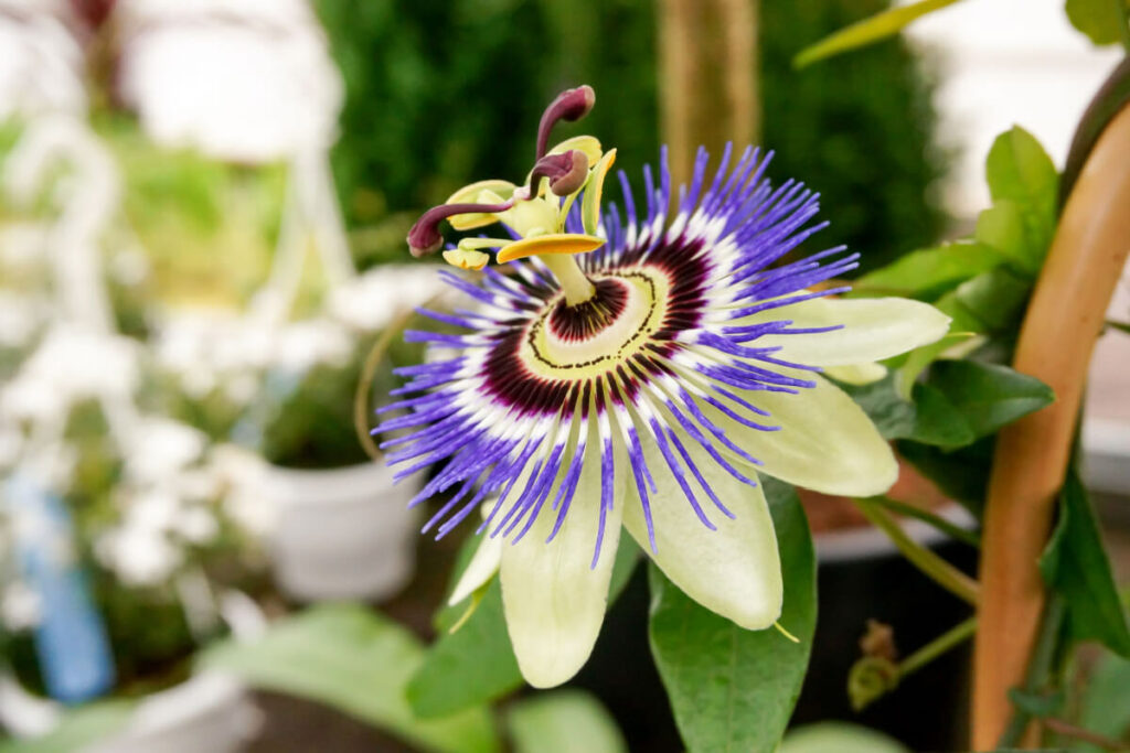 passionflower tea