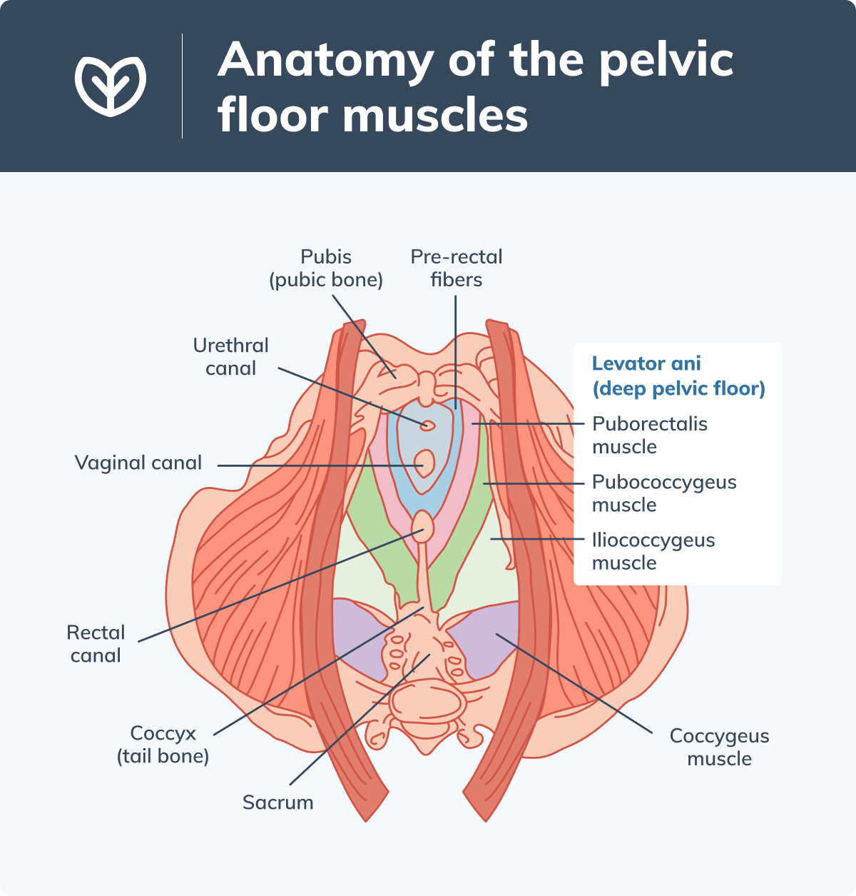 pelvic floor anatomy diagram