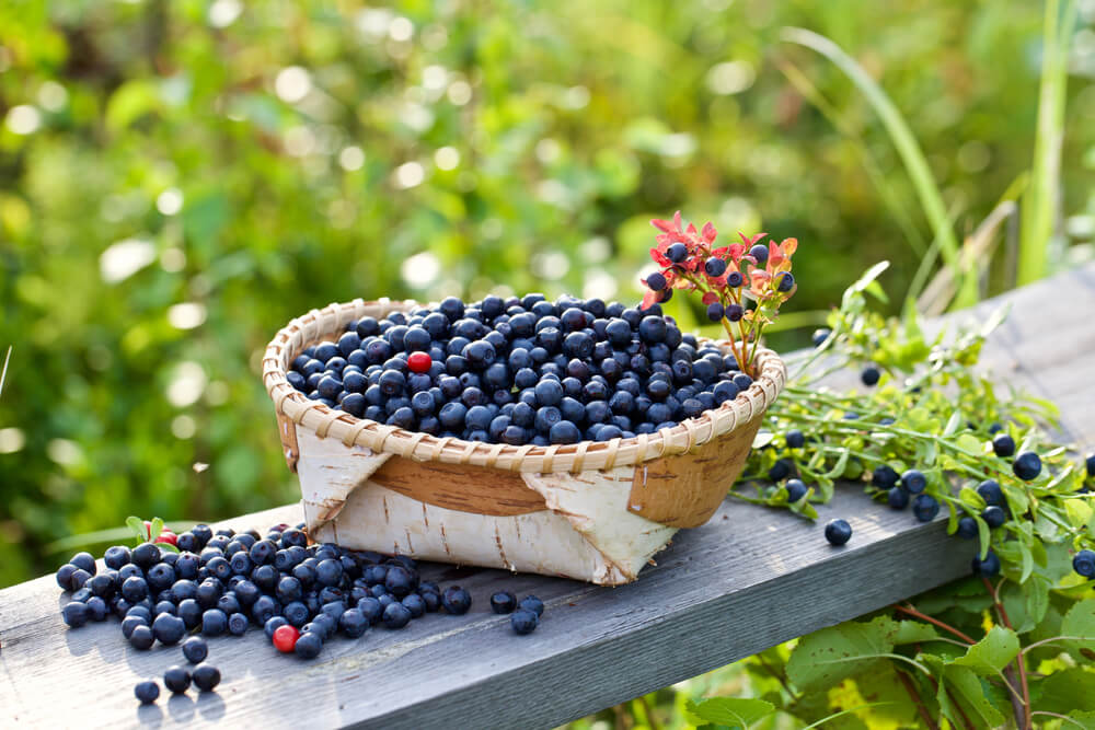 bowl of bilberries