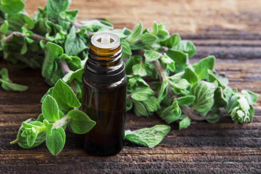 bottle of oregano oil