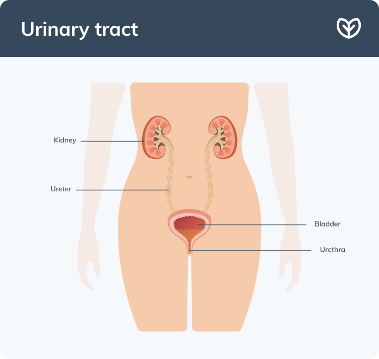 urinary tract diagram