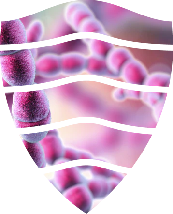 vsl3 strains